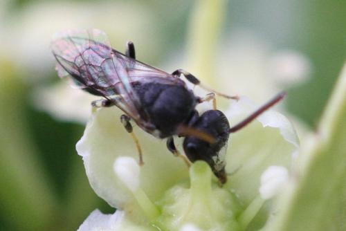 Hylaeus sp.